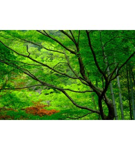 Tamron 17-70 Fuji XF VC RXD
